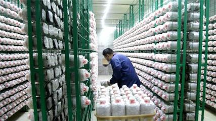 智能化菇房四季种菇 杏鲍菇开出致富之花——东营市广饶县现代设施农业新画卷